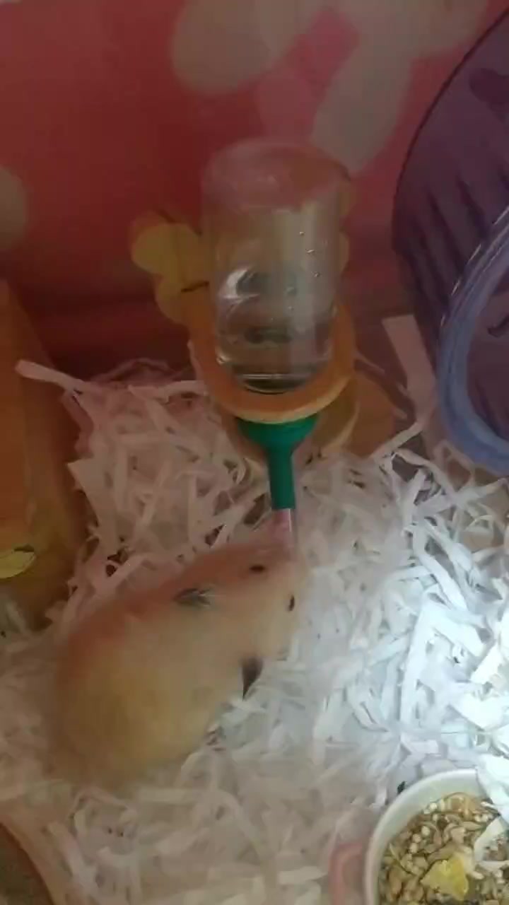 @鼠不盡的精彩