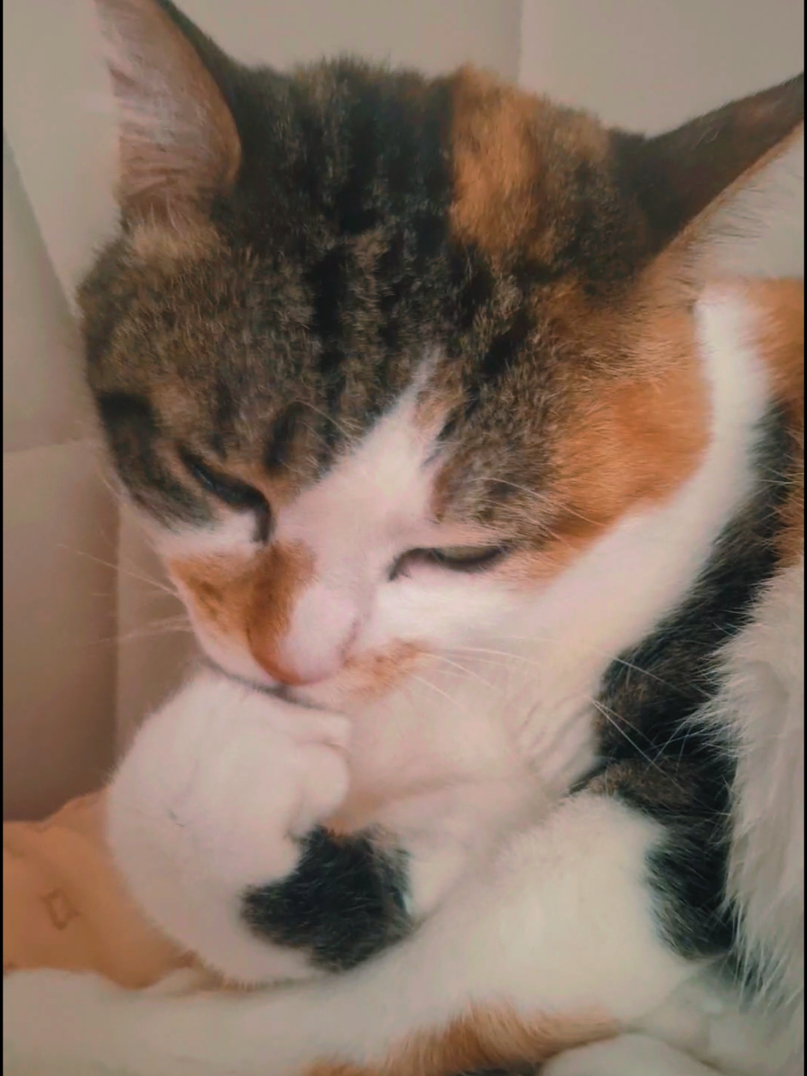 @😺Şila😻Şima😺