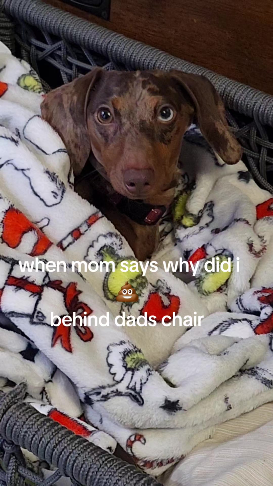 @🐾Penney🐾