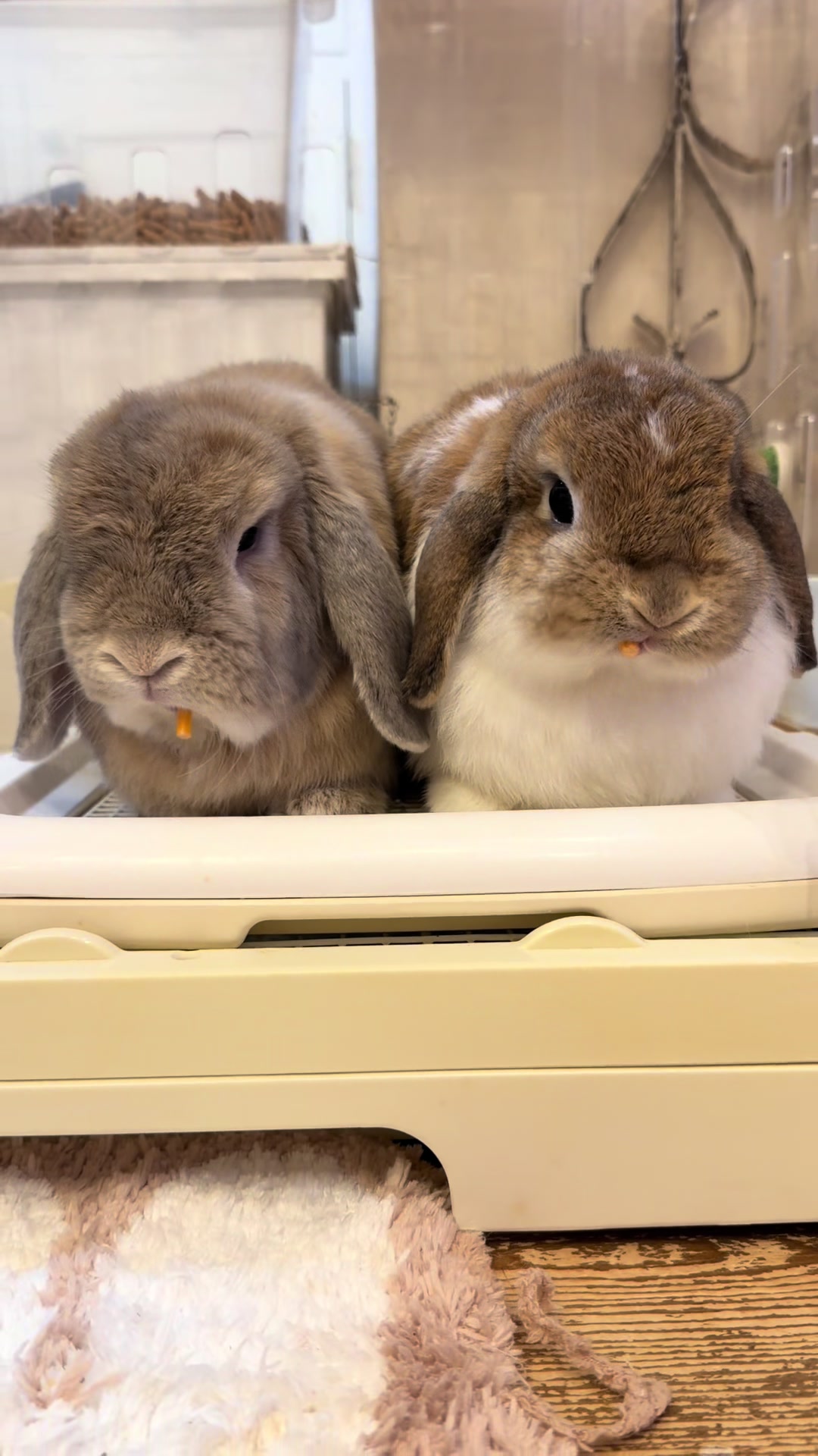 @ふわもふ🐶🐶&hearts;️🐰🐰