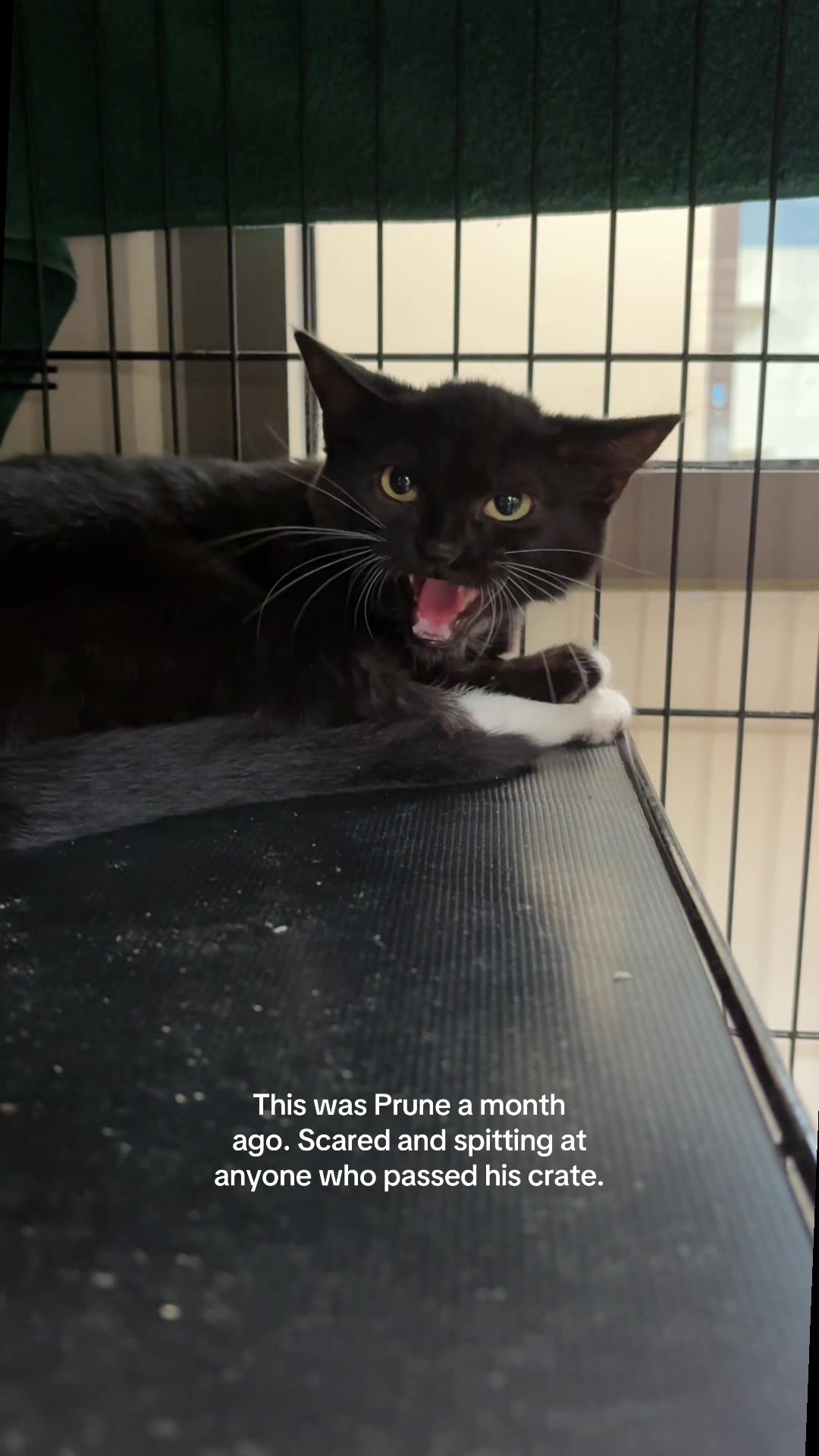 @Lynchburg Humane Society