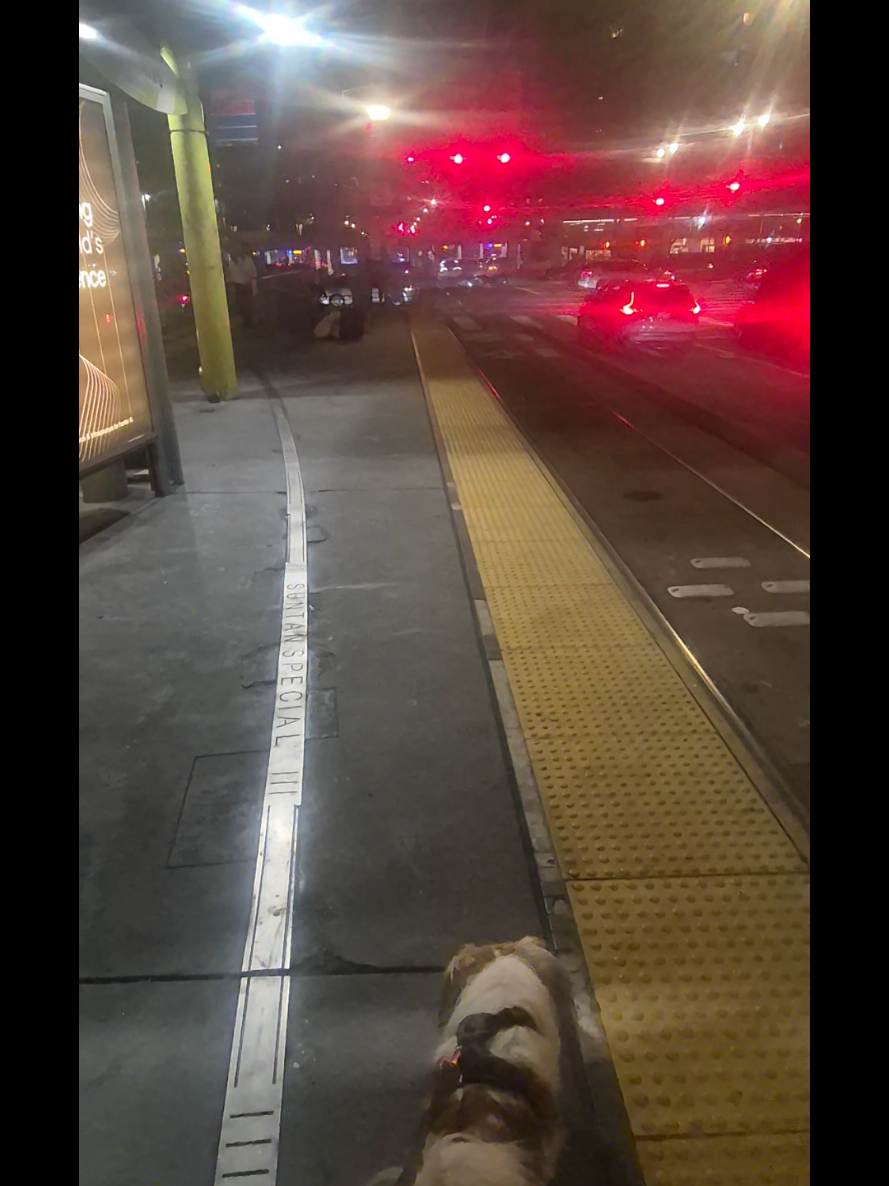 @dailydogquotes