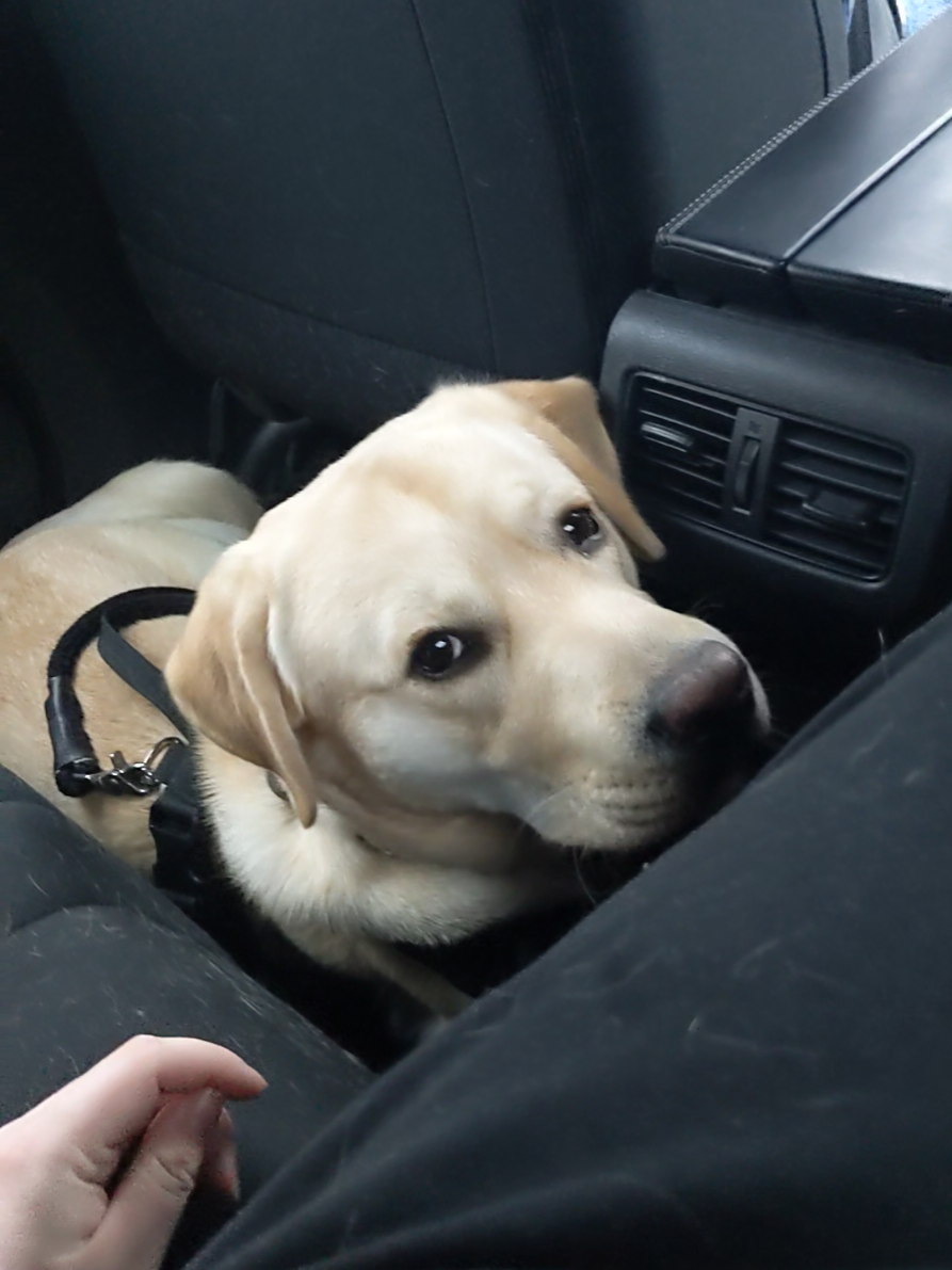 @Service Pup Milo