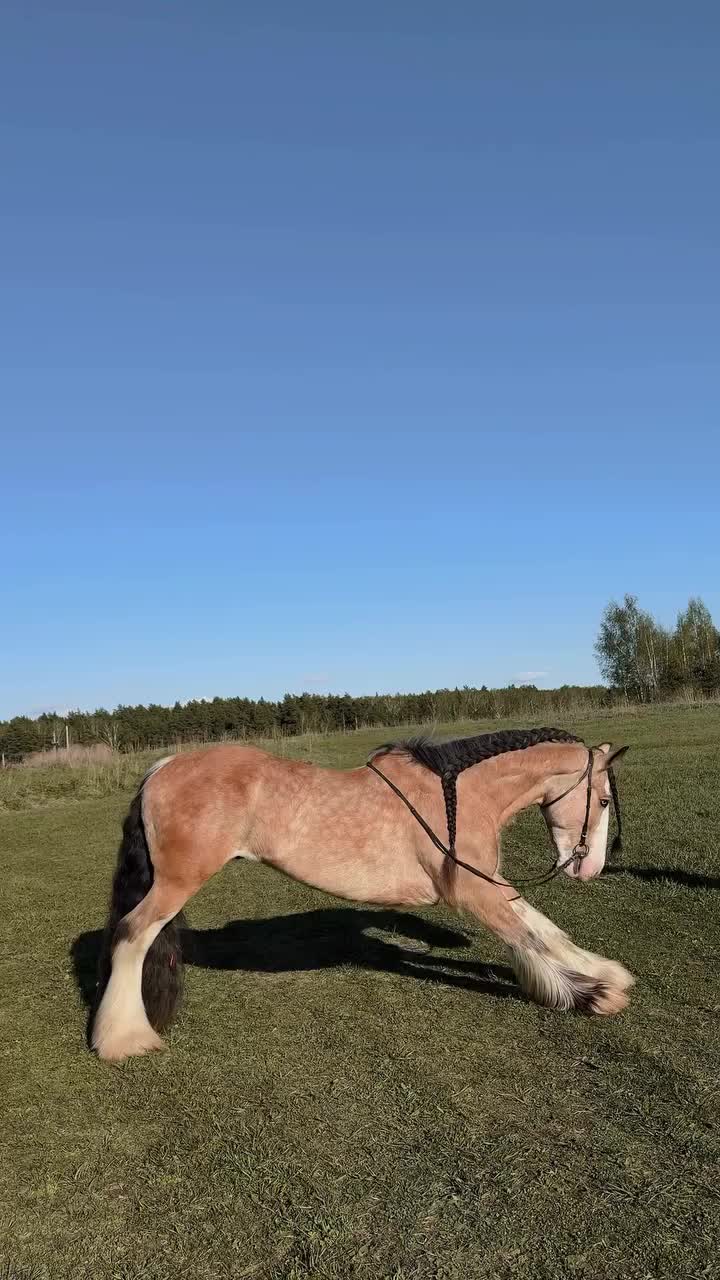 @ThunderGallops