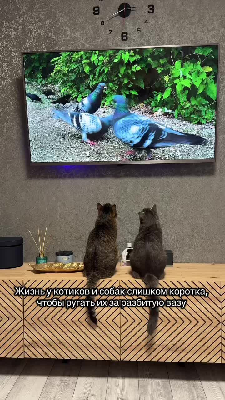 @Спасенные с улицы котики ❤️