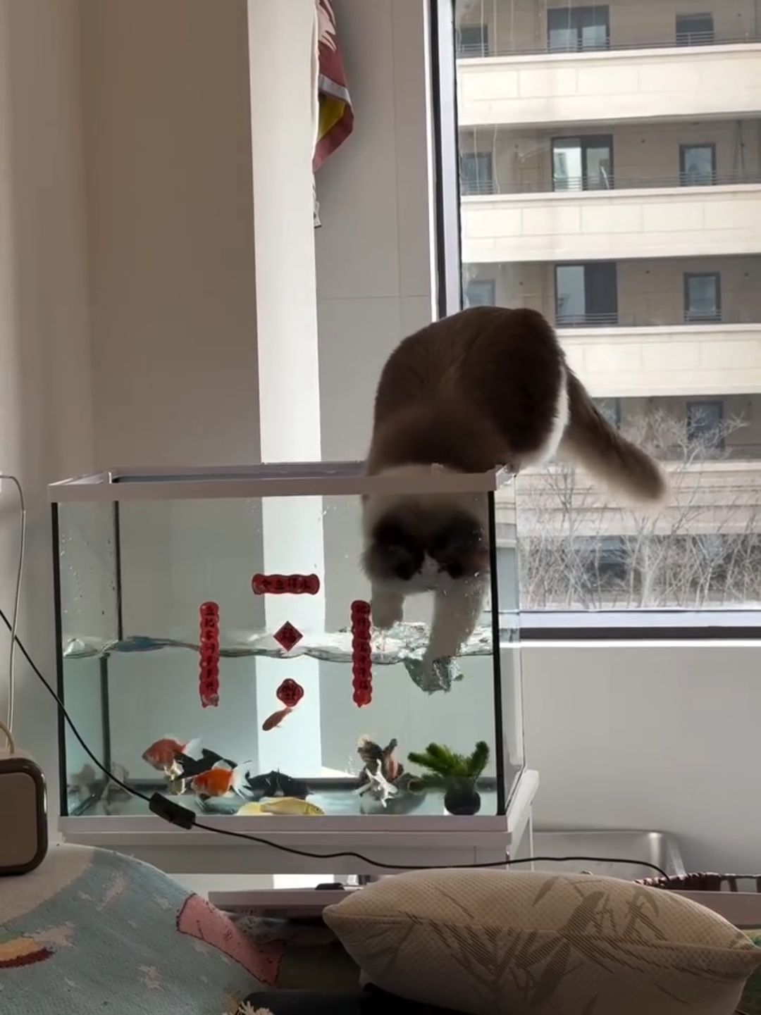 @Chonky World Of Cats
