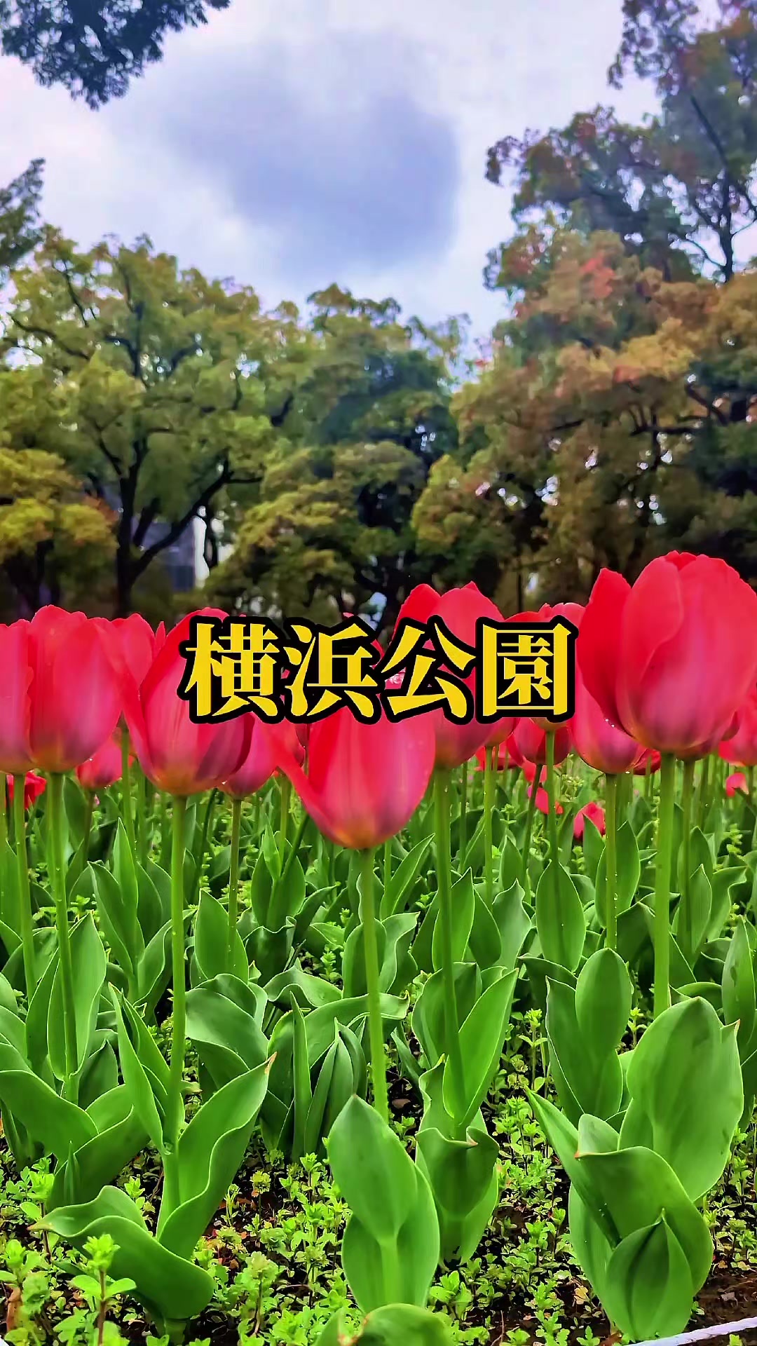 @🌸Shinomin🌸