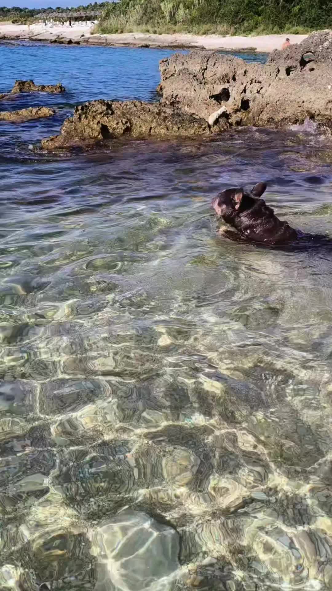 @Pergliamici Ciccio