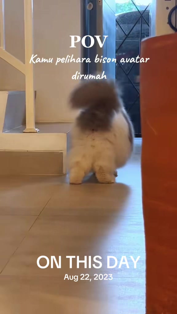 @MEOWOMPONG