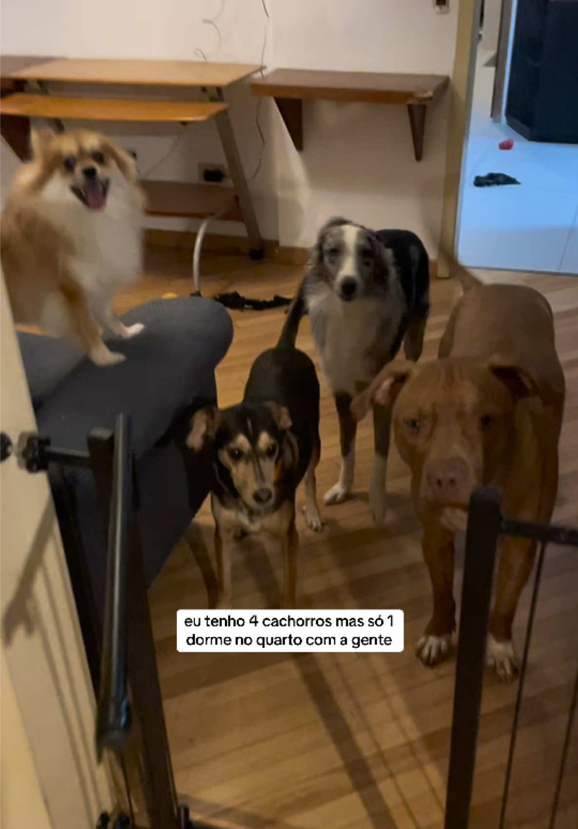 @2DOGSEMEIO