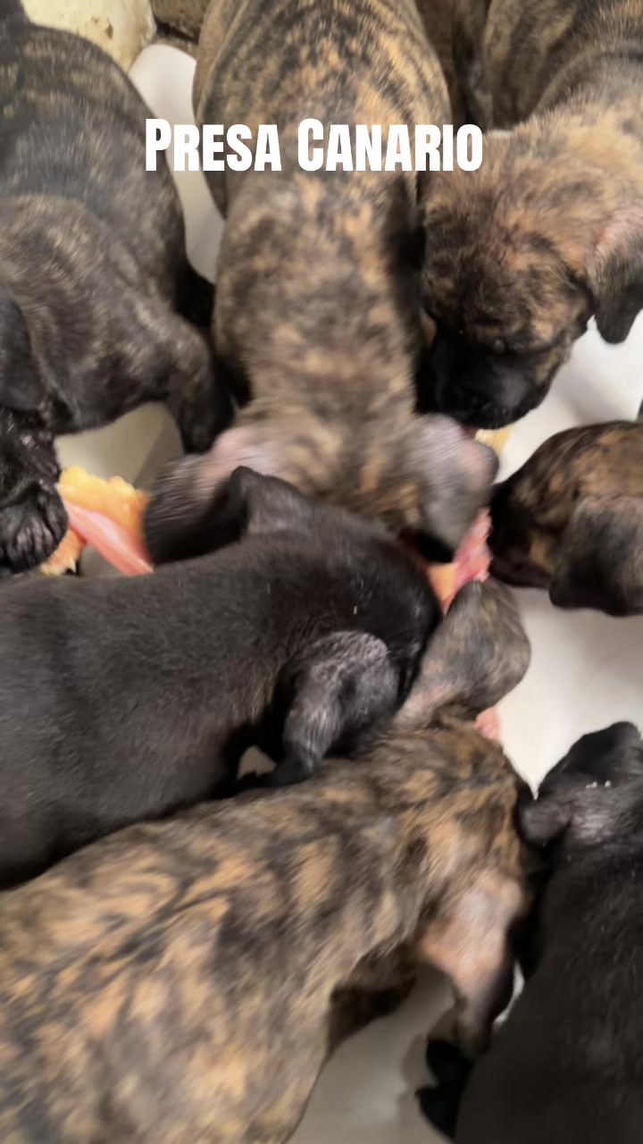 @Presa de piedra