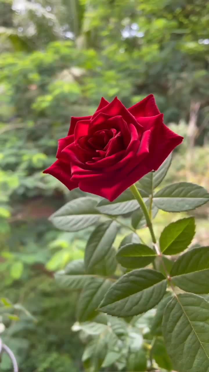 @evin.kzly