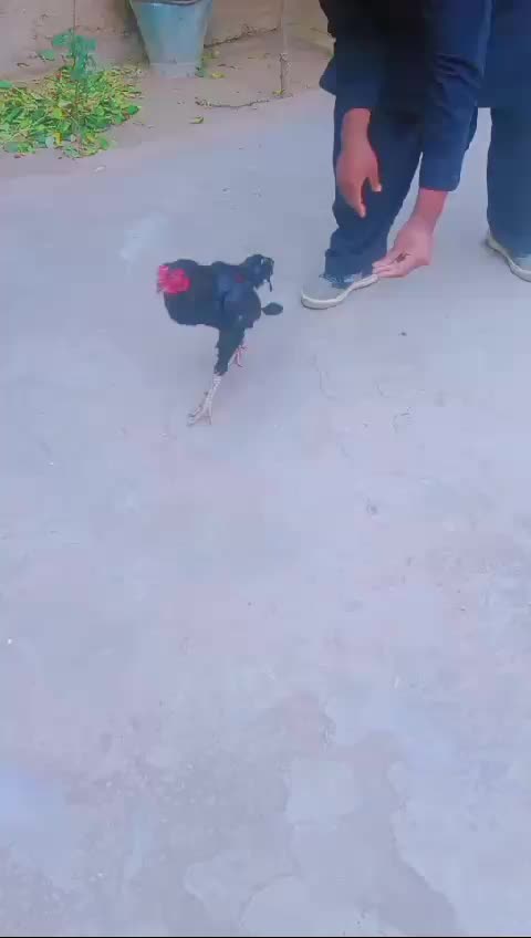@Zohaib