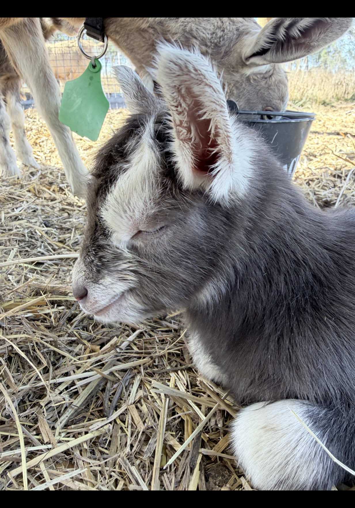 @Thegoatfather
