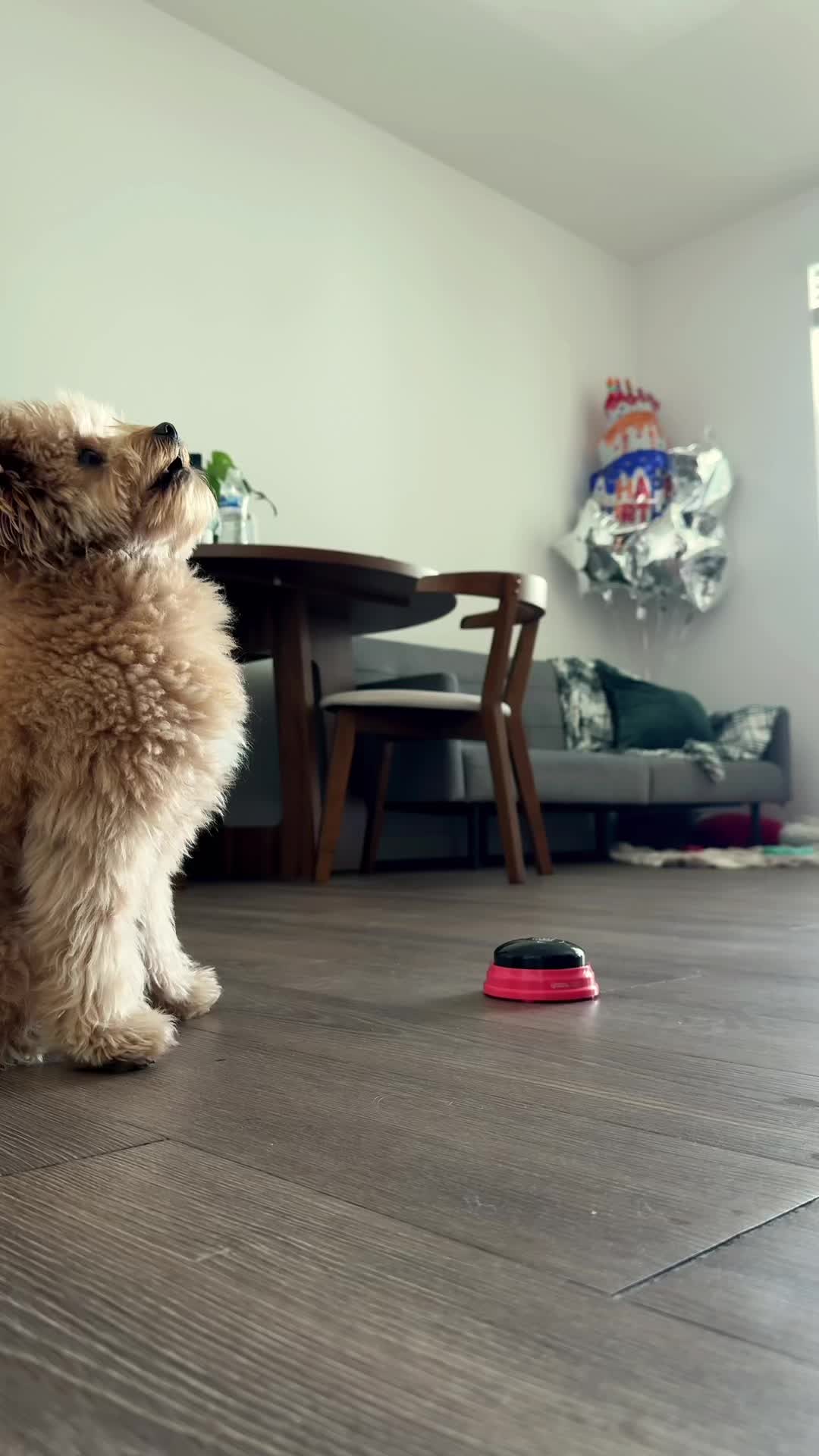 @pomapoo.barney