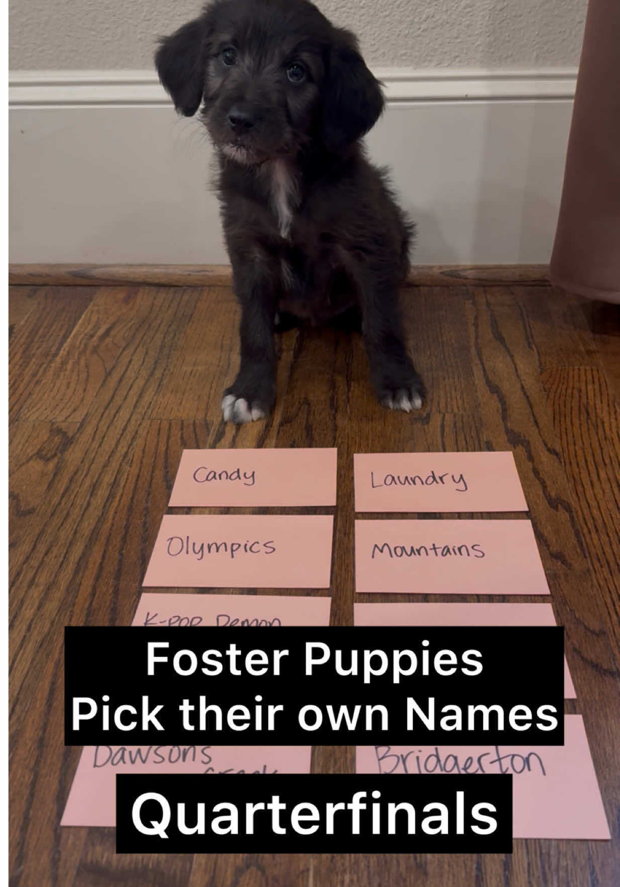 @whitneysdogs