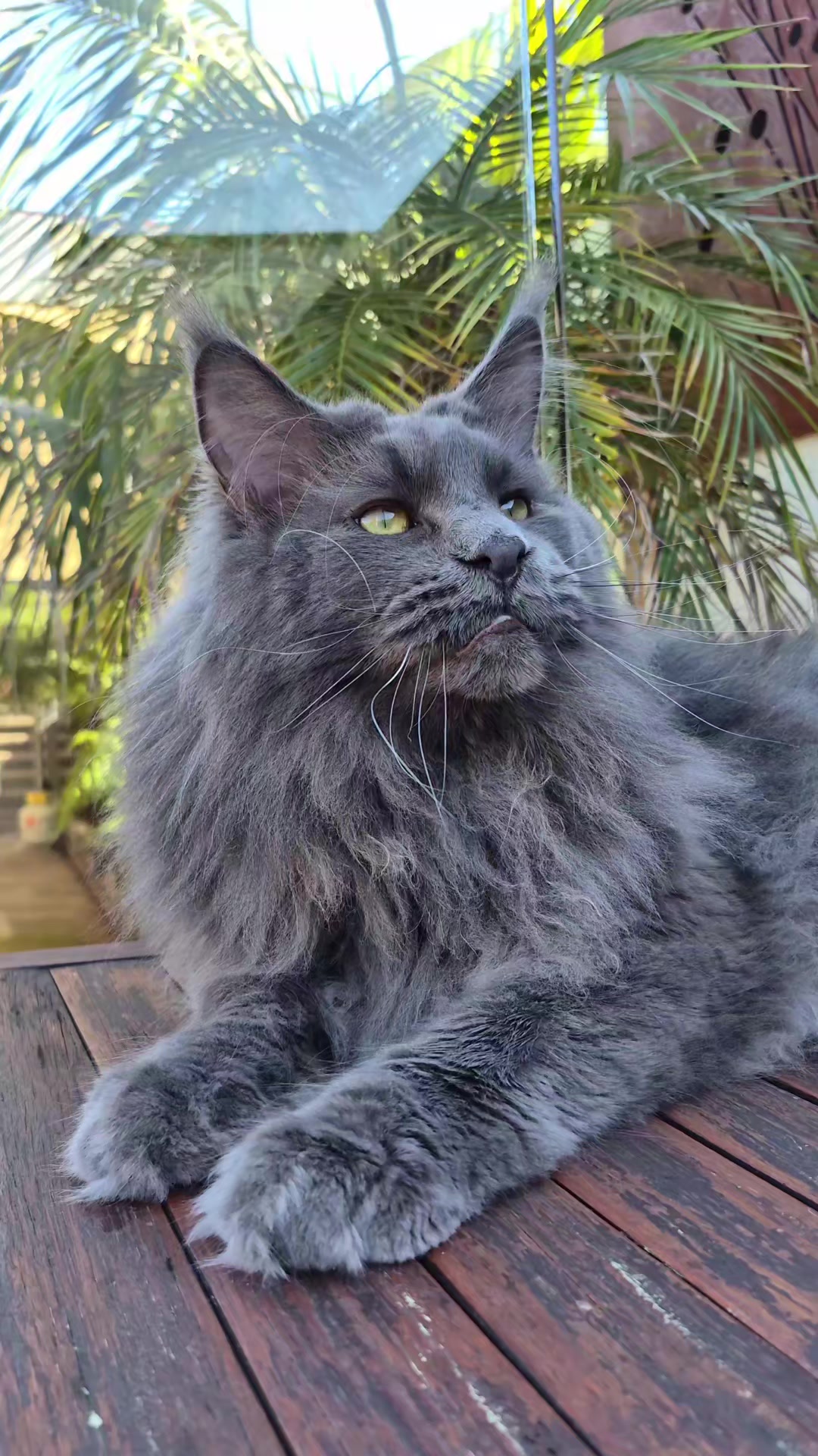 @Ragnar the Maine Coon 🐈