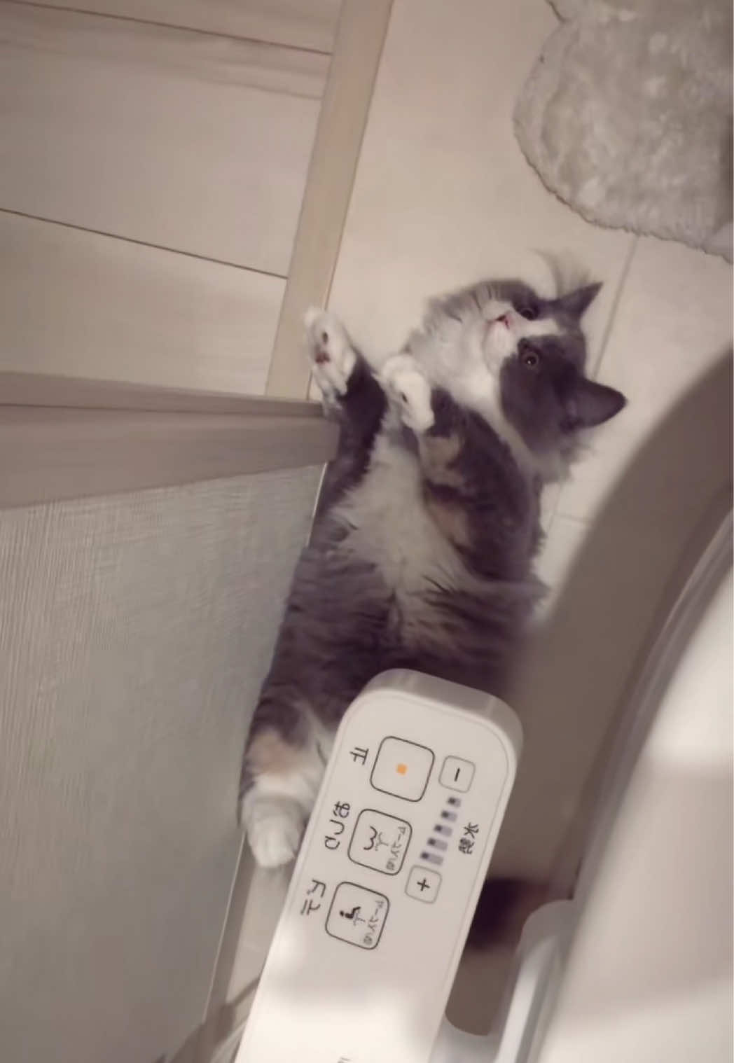 @かとあや先生