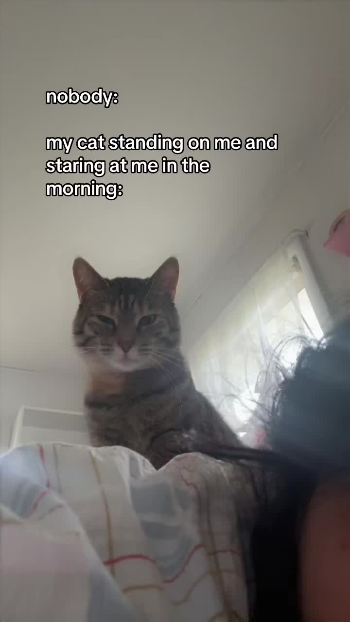 @mika 🐯