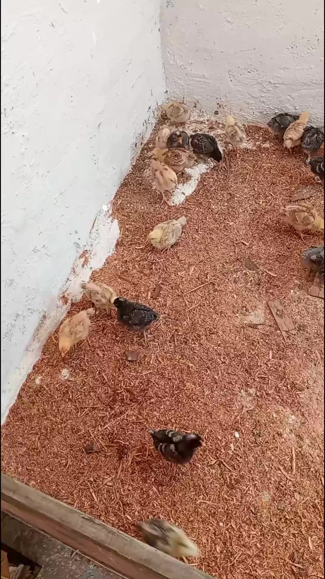 @Criatório Fênix 🐦🔥