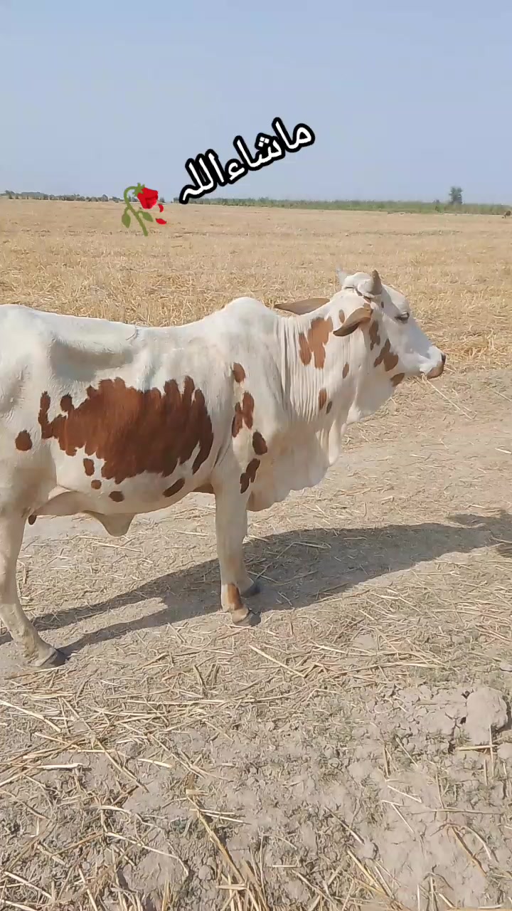 @🥷ملک شہزاد جبوجھ 🥷