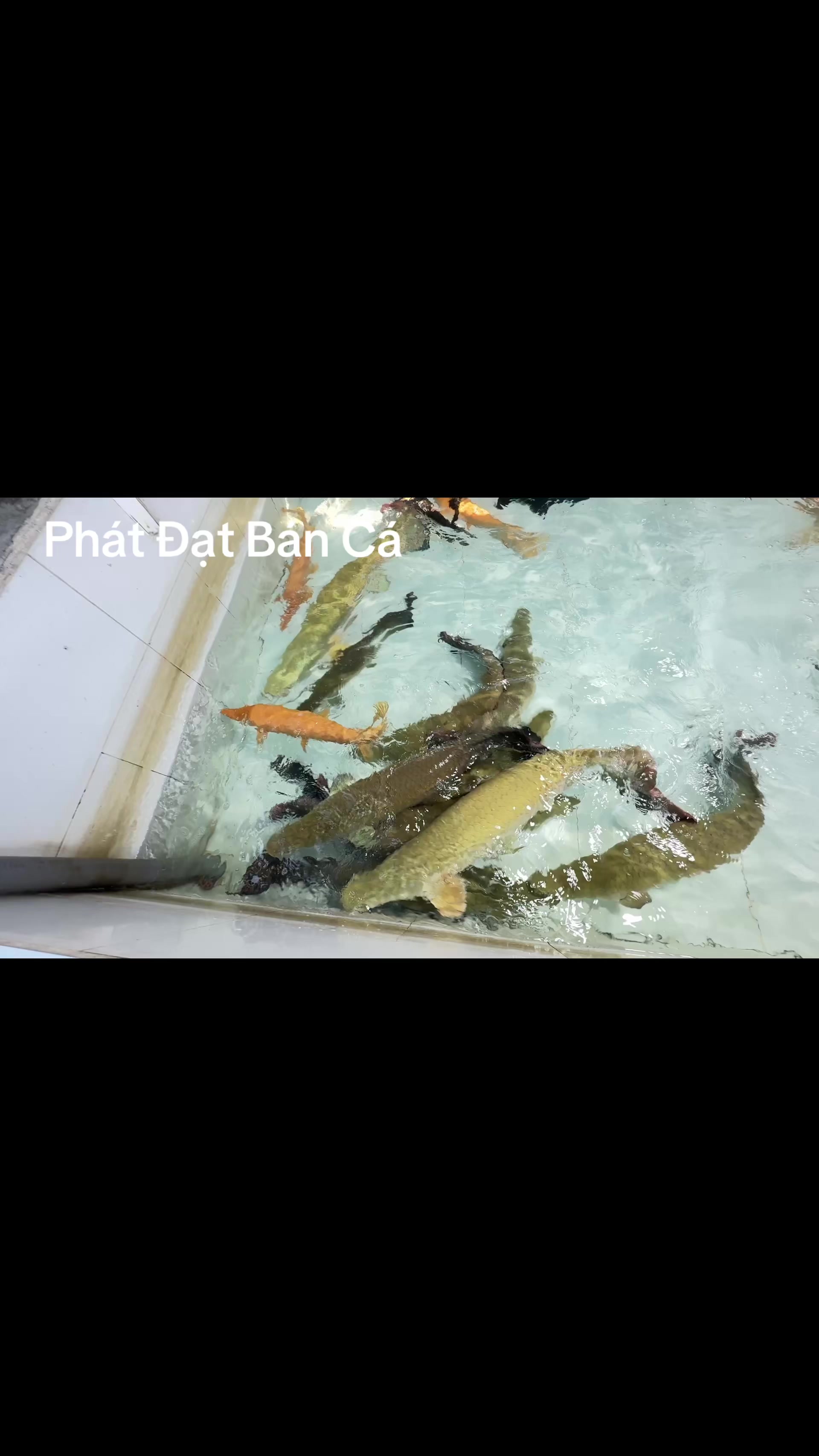 @Phát Đạt Bán Cá 😎🐠🦈