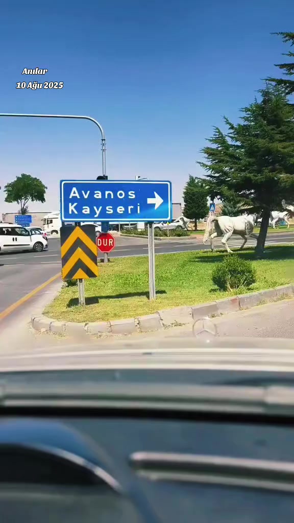 @Songül Özdemir 💫🦁