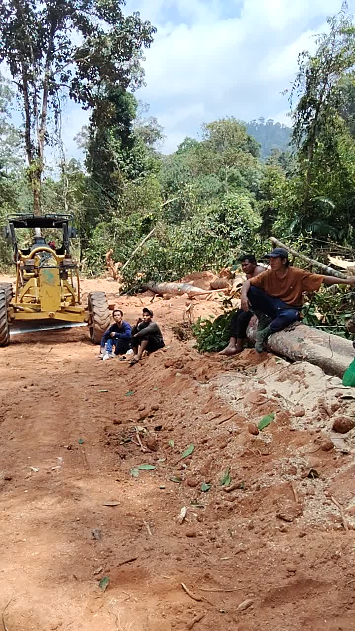 @KUCING RIMBA