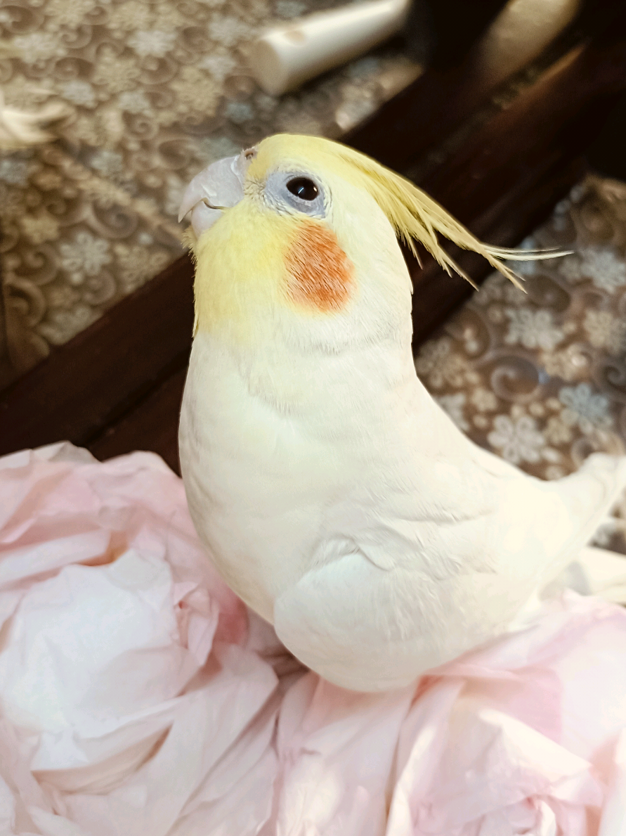 @Cockatiels Craze
