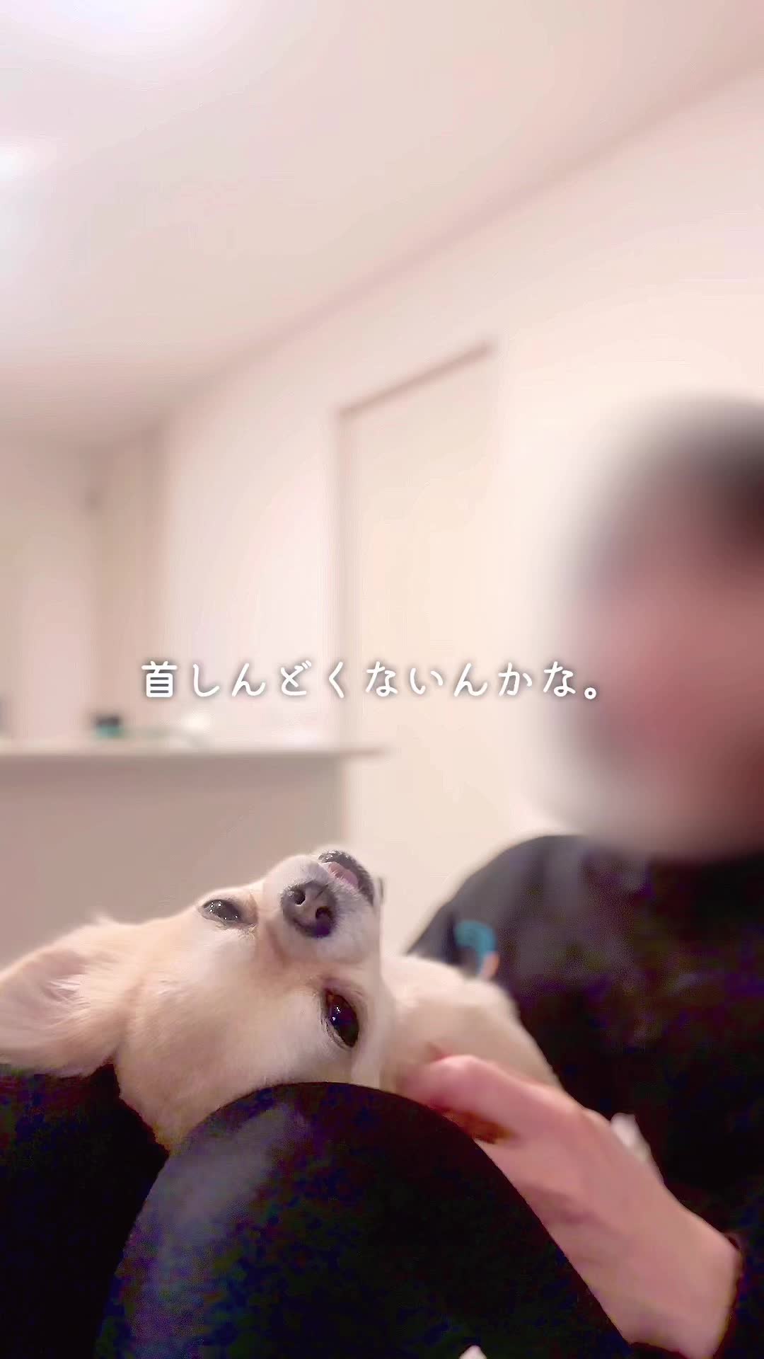 @きなこおぜん