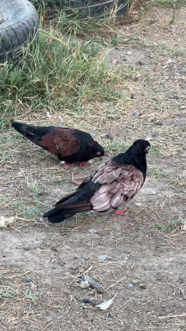 @FURNİA_AĞLUÇ76