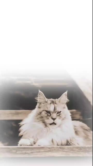 @ðŒðð®ðð¡ð¢ð«_ðð«ð¢ðð¬ð¥ðïž