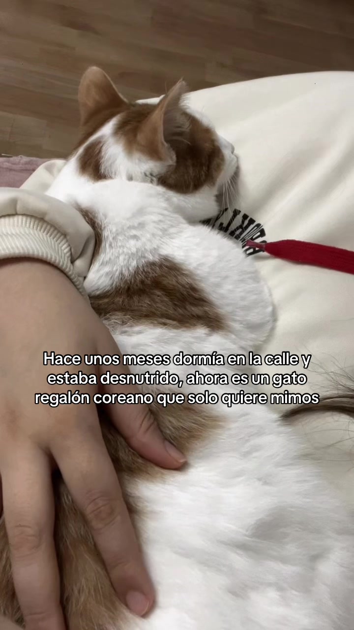 @dannixyo