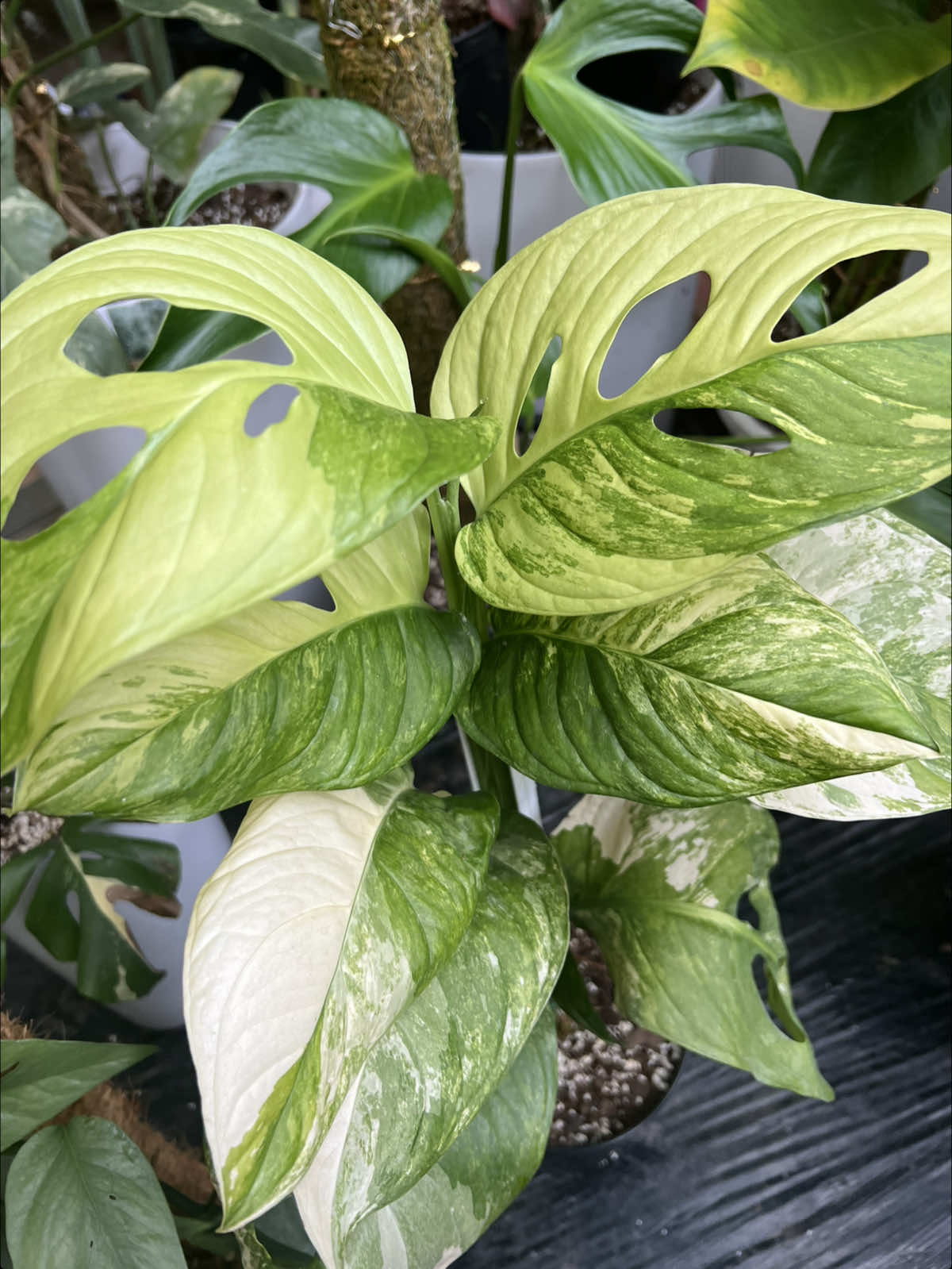 @Green Tara nursery(Nurseryman)
