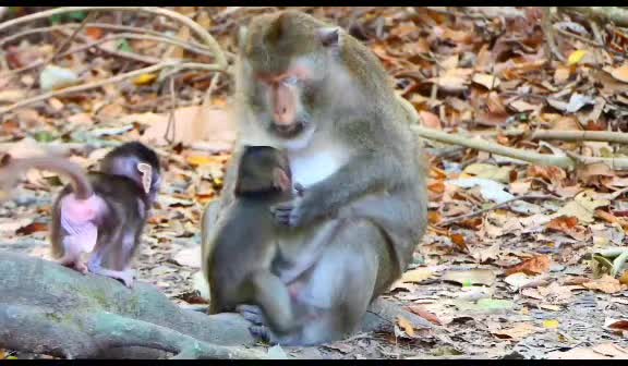 @Asian Macaques