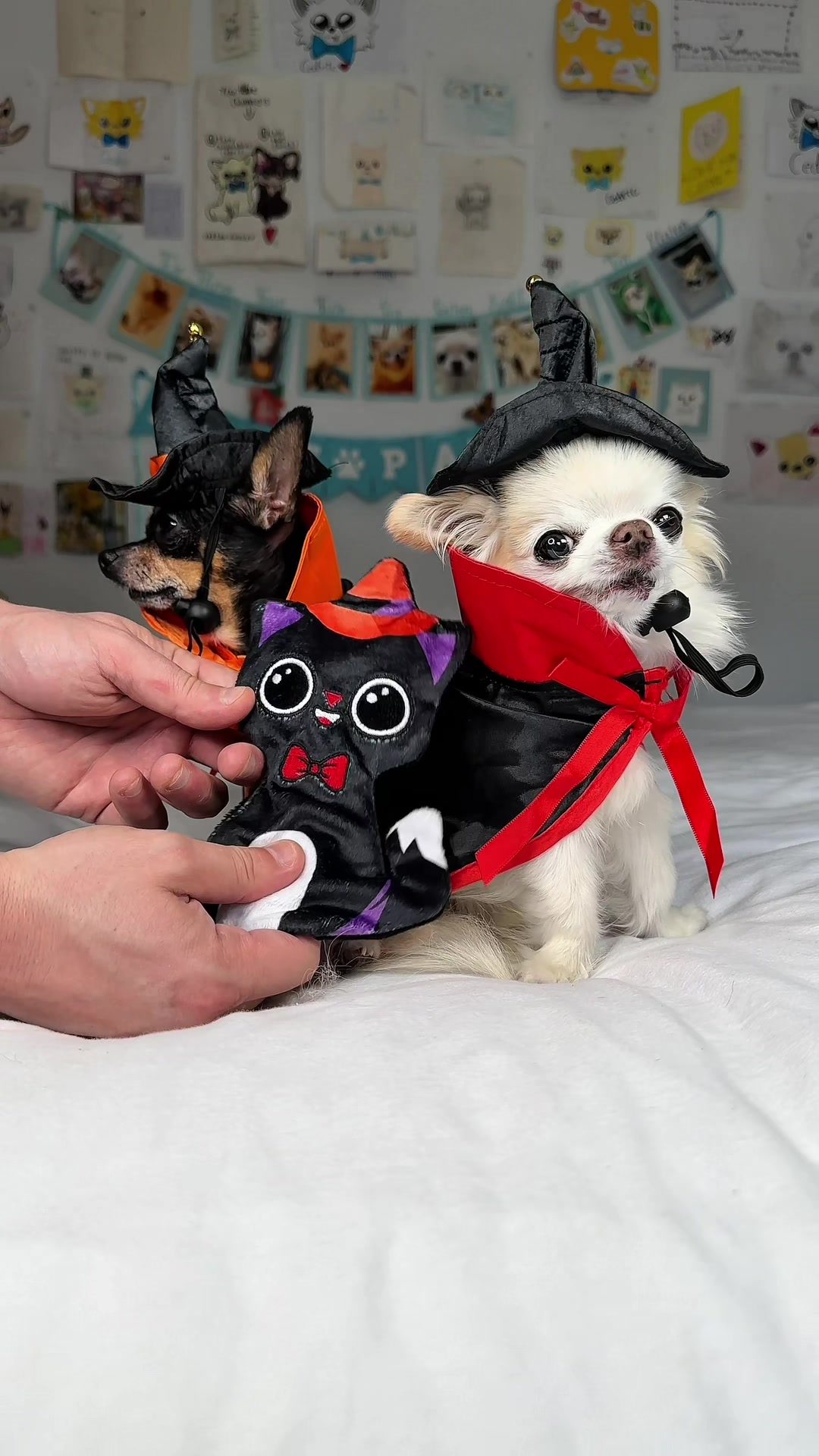 @Tiny Chihuahua Cedric & Maya