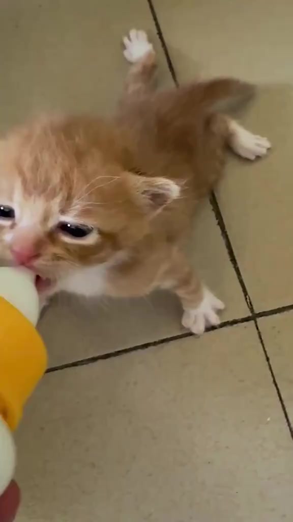 @catbosssss