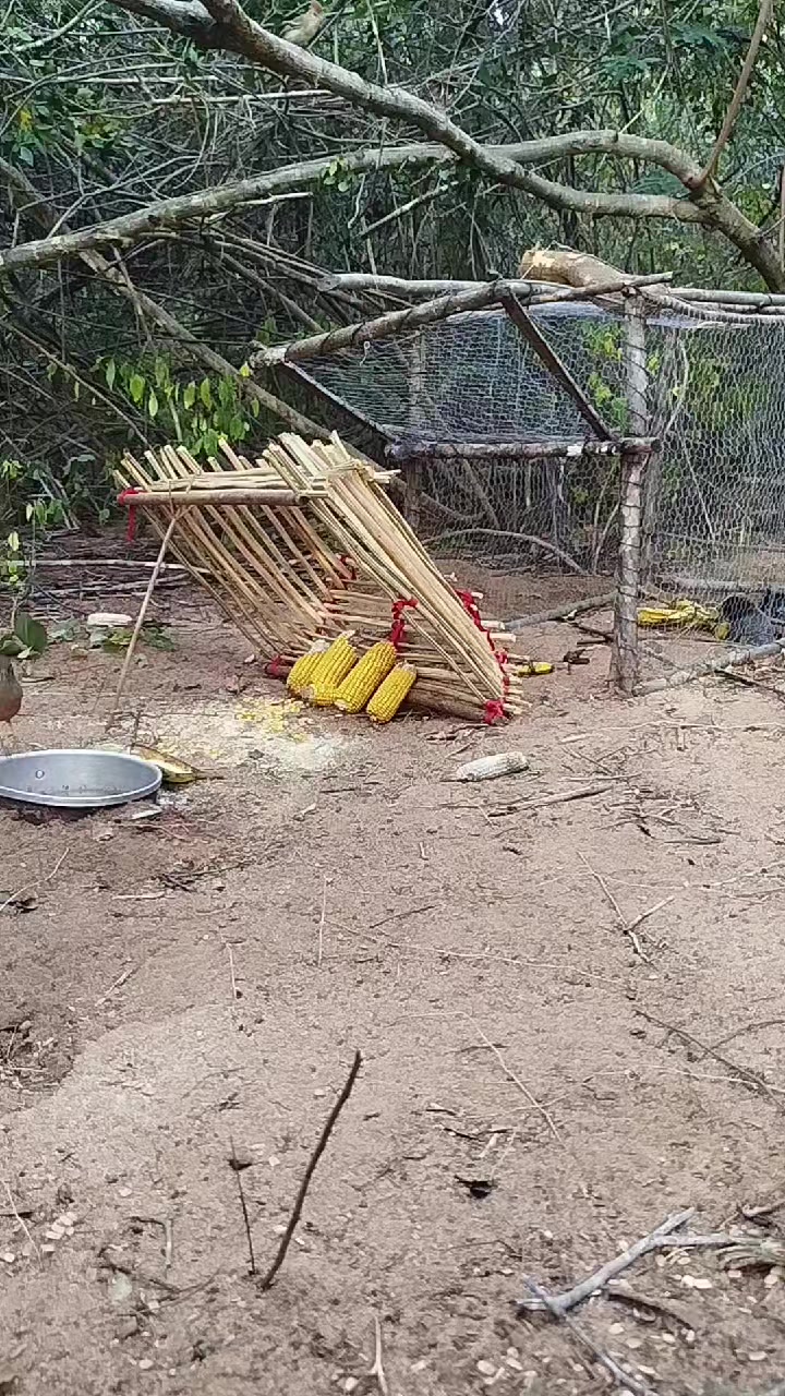 @dudu e a mata 🐆