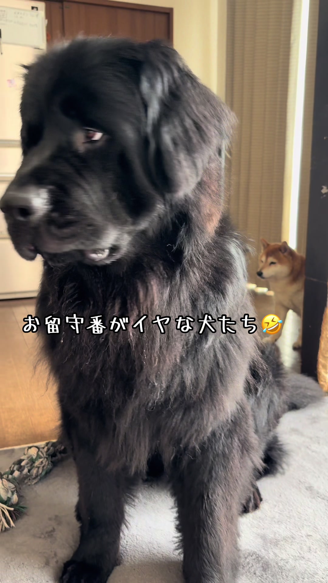 @ムックパパ🔶🐾