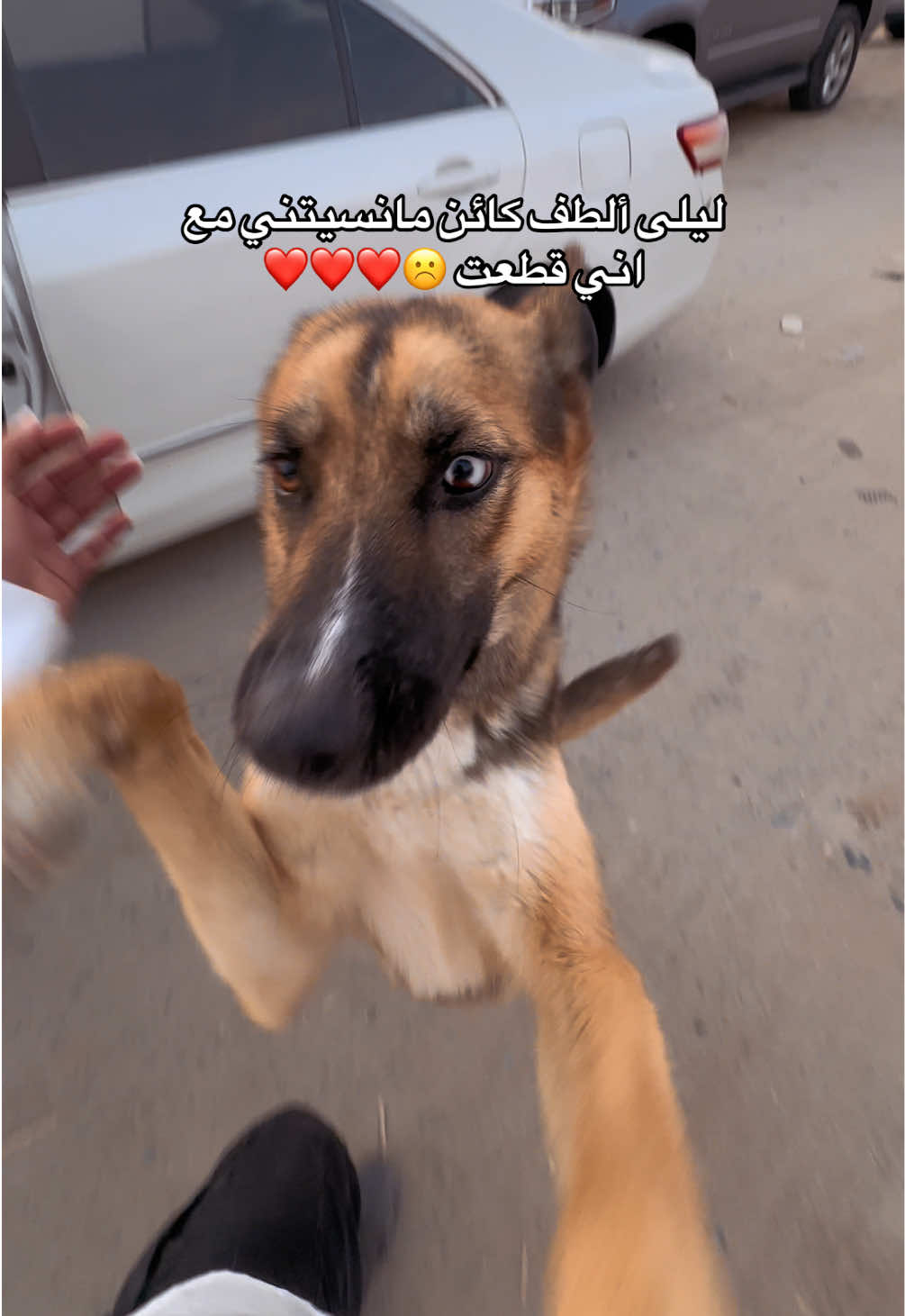 @ميكاسَا العَرب 🌟