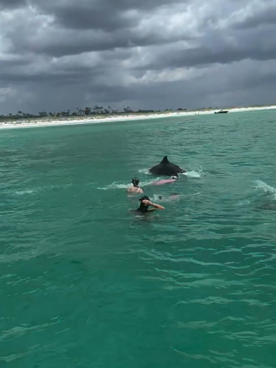 @Shell Island Dolphin Tours 🐬