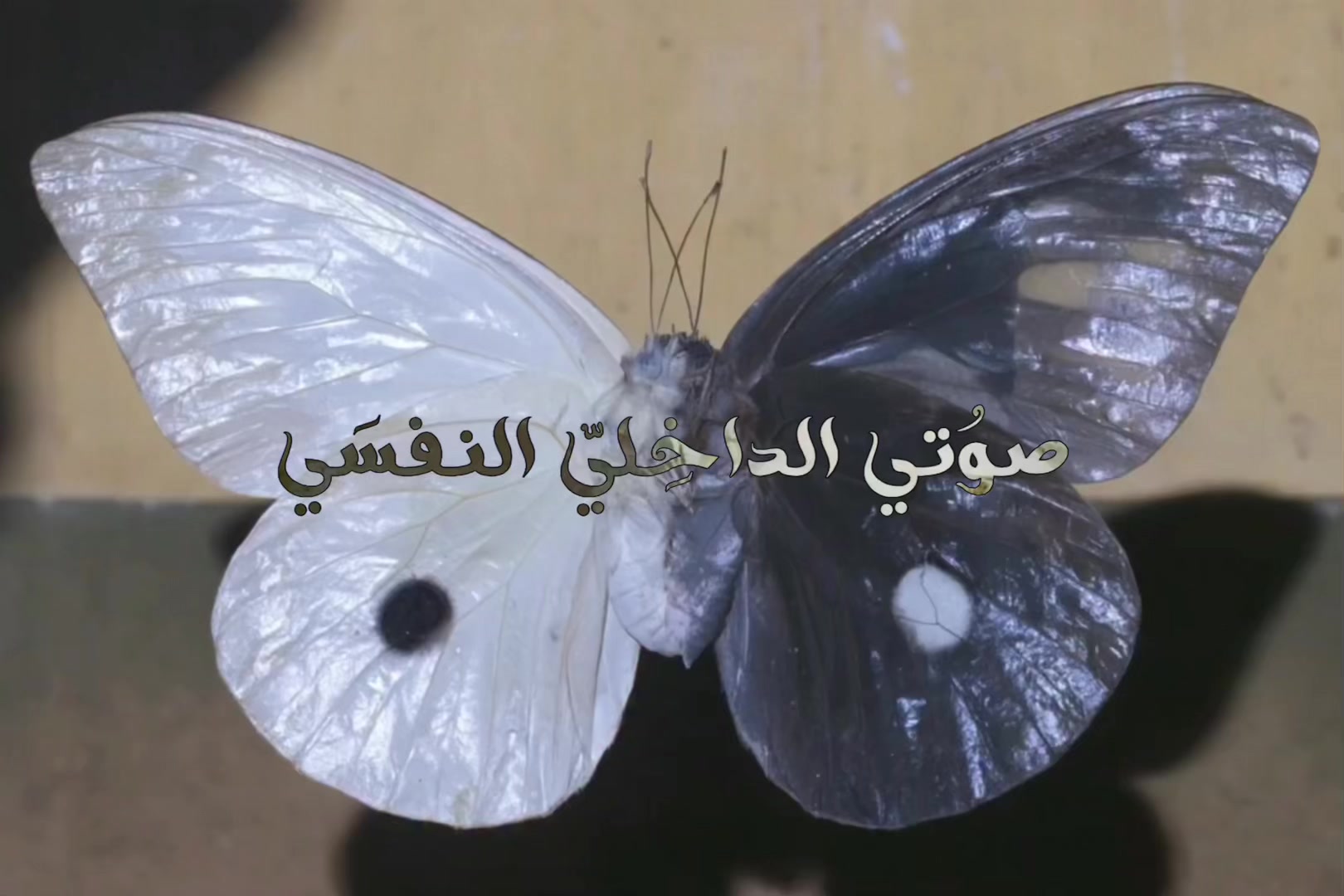 @﮼حَيدرا .