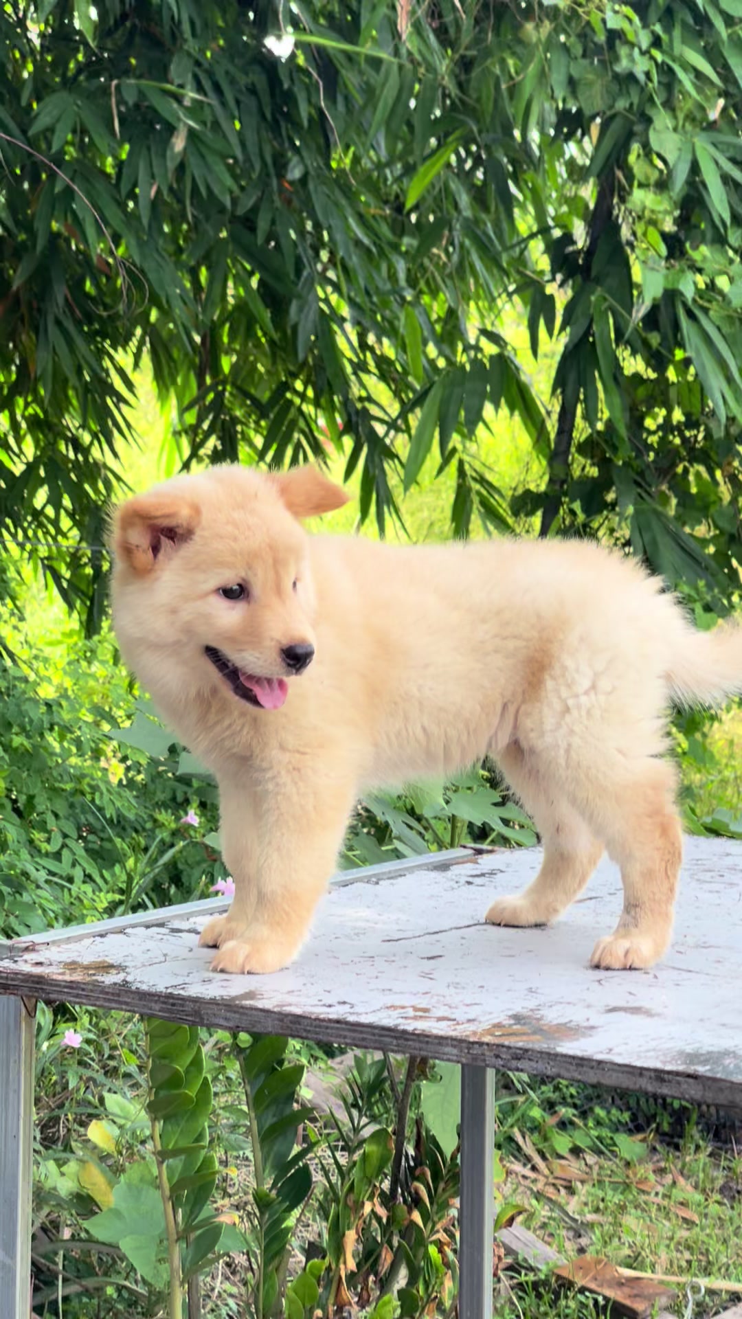 @Trại Chó Lâm Phong