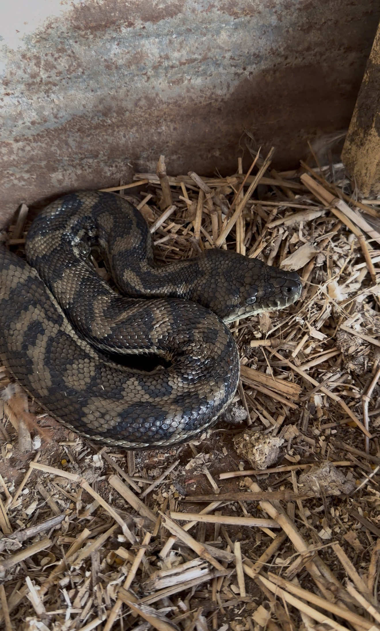 @Snake Catcher Dan