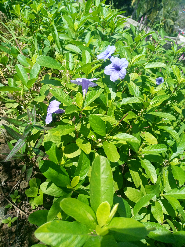 @Lunarirmimi 🍃