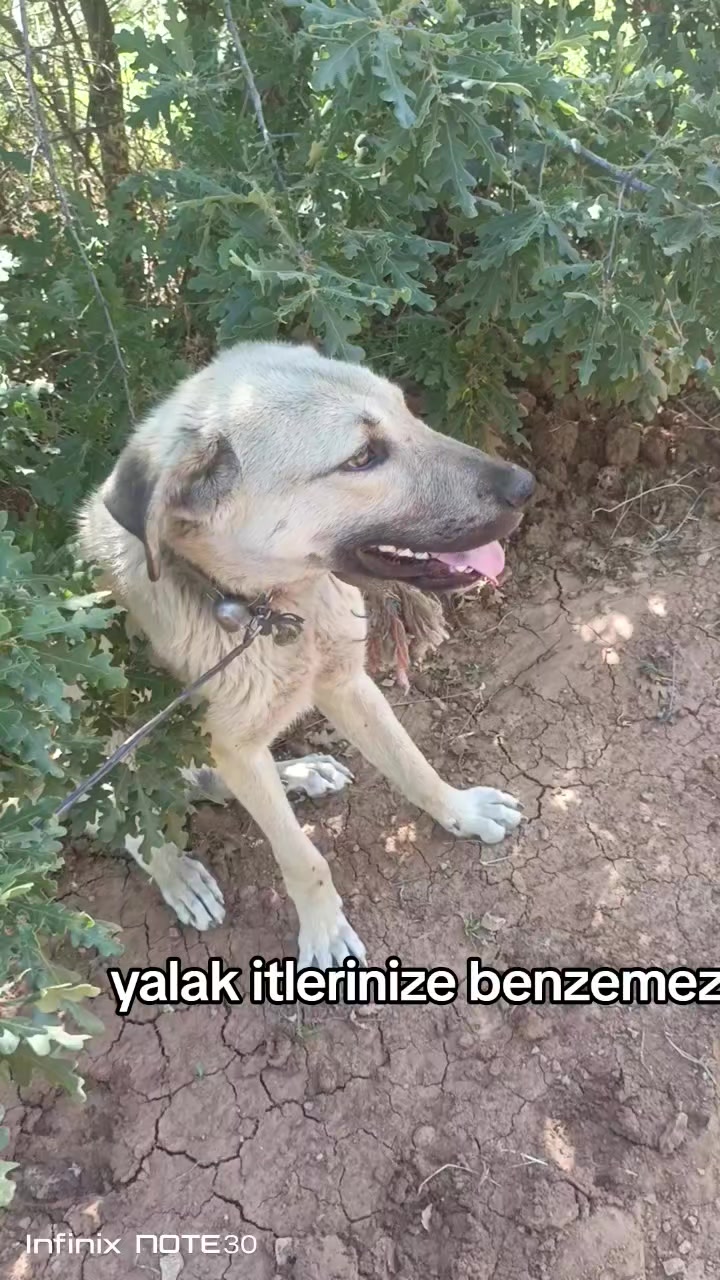 @Kadir