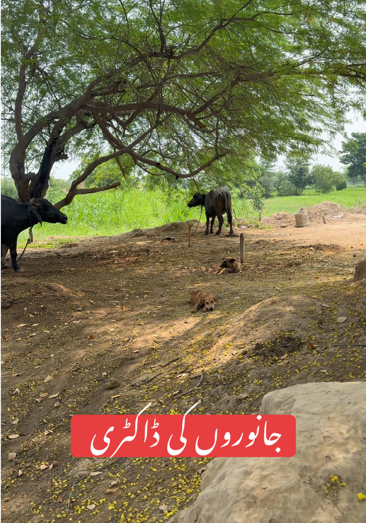 @Dr.Mohsin
