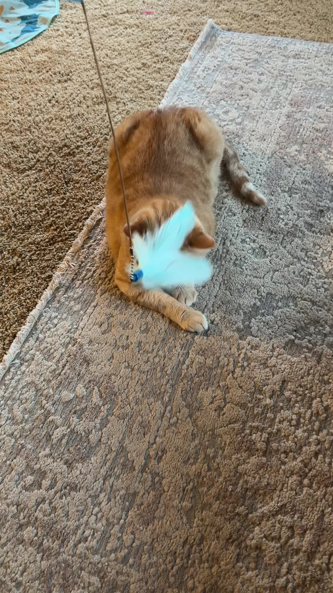 @bink the big orange cat