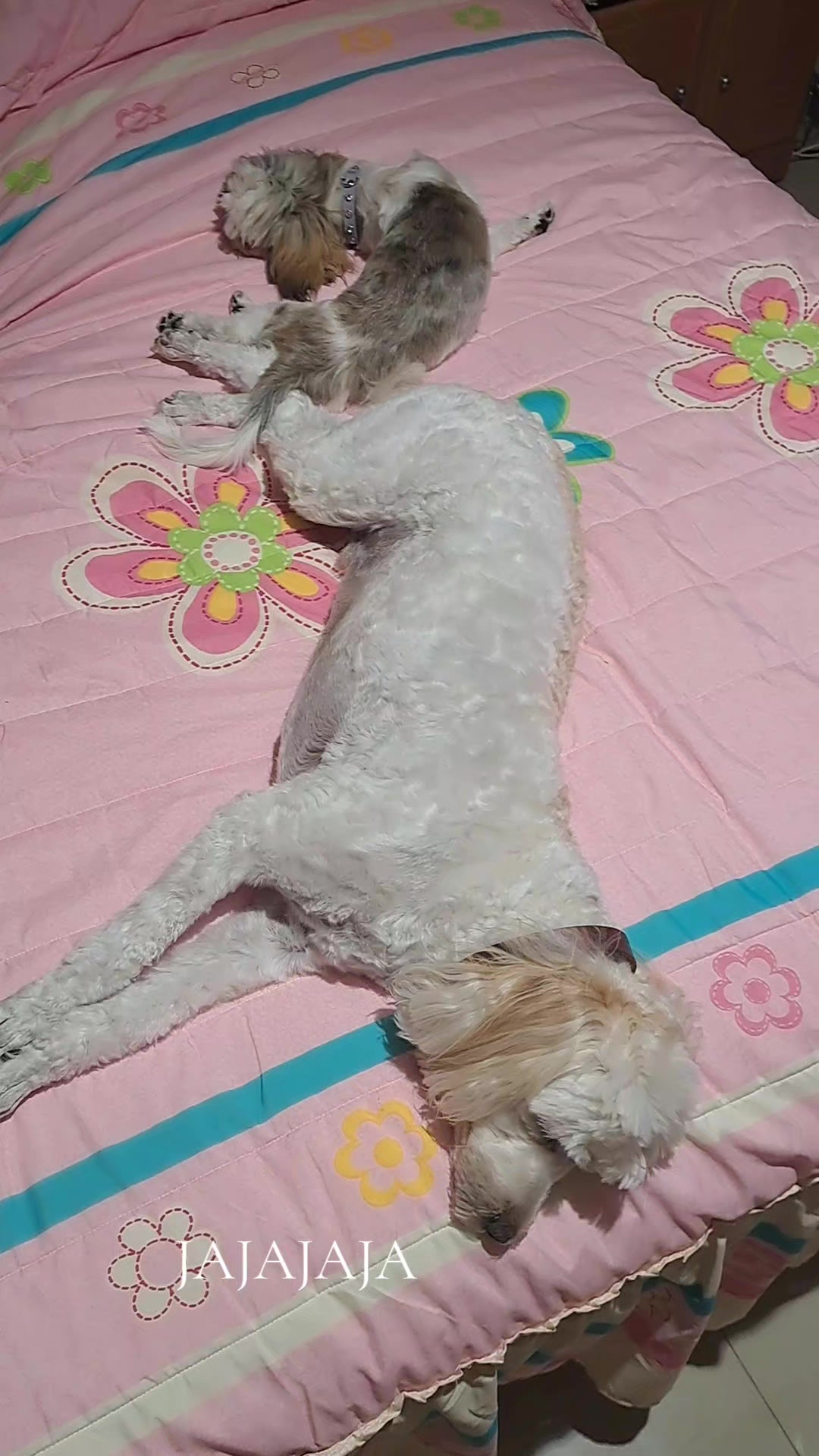 @Harry y Mila Life 🐶🐾