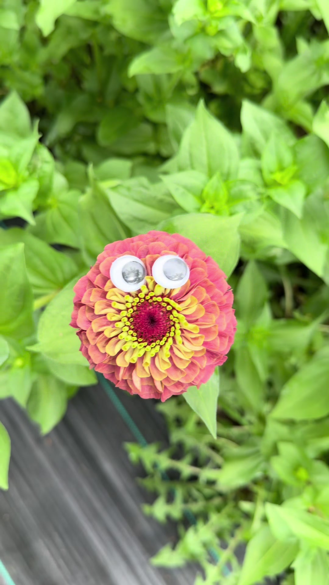 @Christopher | Flower Farmer